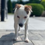 Maira: Příběh legendy na čtyřech tlapkách