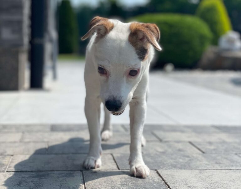 Maira: Příběh legendy na čtyřech tlapkách