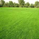 Jak správně sekat trávu a vybrat sekačku