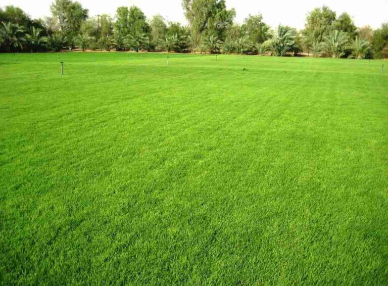 Jak správně sekat trávu a vybrat sekačku