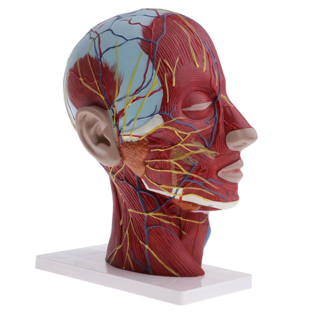Anatomický model lidské hlavy zobrazující povrchovou neurovaskulární strukturu, s červeně zvýrazněnými svaly a modře a žlutě vyvedenými cévami a nervy. Model je umístěn na bílém podstavci a poskytuje detailní pohled na vnější a částečně průhledný pohled na struktury lidské hlavy.
