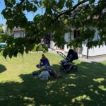 Naše 12 leté zkušenosti s pěstováním Katalpy