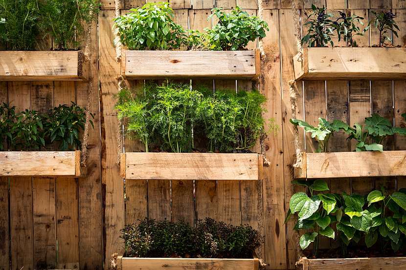 Vertikální zahrada s bylinkami a okrasnými rostlinami v dřevěných truhlících na dřevěné stěně.
