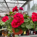 Zahradnictví Spomyšl: Království plné zeleně