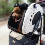 Jak vybrat tašku pro psa? Praktické tipy