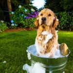 Péče o srst psa: Kompletní průvodce a tipy