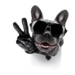 Psí zrak: Jak vidí naši chlupatí kámoši svět