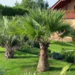 Exotická zahrada: Jak pěstovat mrazuvzdorné palmy?