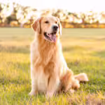 Pojištění psa: Kdy se vyplatí a na co si dát pozor!