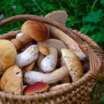 Jak správně sbírat, čistit a uchovávat houby?