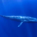 Plejtvák obrovský: Největší žijící savec na planetě 🐳