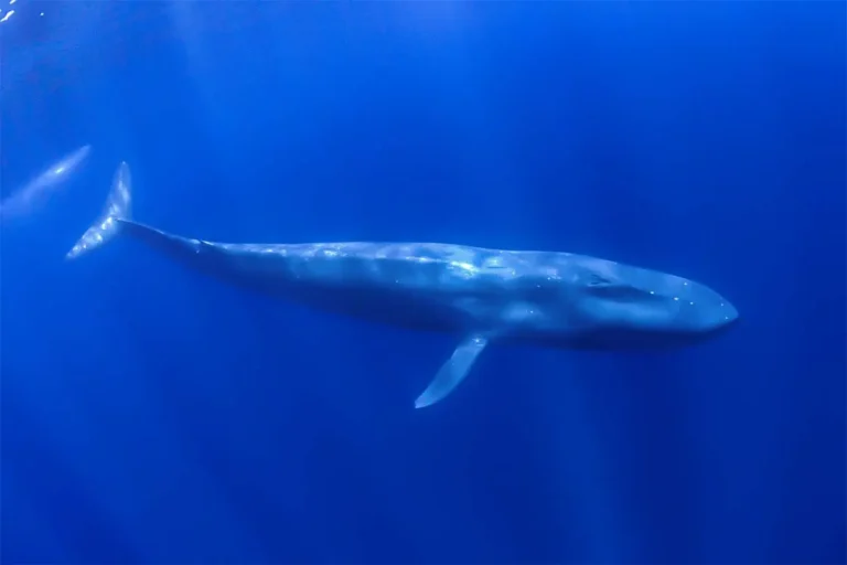 Plejtvák obrovský: Největší žijící savec na planetě 🐳