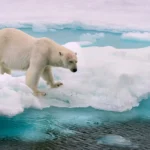 Polární medvědi: Více se bojí tepla než zimy? 🧊🔥🐻‍❄️