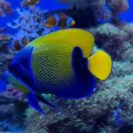 Oceanárium Międzyzdroje: Ráj pro rodiny a milovníky moře