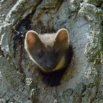 Jak se zbavit kuny na půdě i v autě? 6 osvědčených tipů 🦝