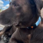 Shazam Band: Revoluční AI obojek – psy a kočky mohou mluvit