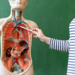 15 úžasných faktů o lidském těle, které vás překvapí!