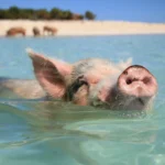 Plavání s prasátky na Pig Beach: Bahamy trochu jinak 🐷