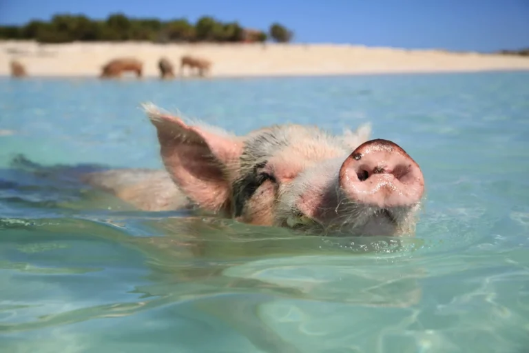 Plavání s prasátky na Pig Beach: Bahamy trochu jinak 🐷