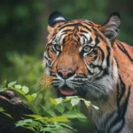 Fakta o Tygrech: Králové džungle a jejich tajemství pruhů 🐅