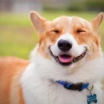 20 Tajemství psího světa a proč je milovat ještě víc! 🐾