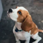 Štěně: Láska na 4 tlapkách! Jak se připravit? Tipy a rady 🐶