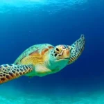 Želví tajemství: 9 úžasných faktů, které vás překvapí! 🐢