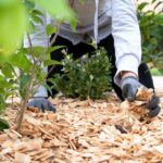 Jak správně mulčovat? Tipy a triky pro dokonalou zahradu