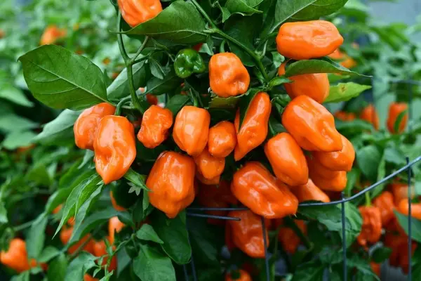 Zralé oranžové habanero papričky v plné kráse – aromatické, ovocné a pořádně pálivé. Ideální pro domácí pěstování i exotická jídla.