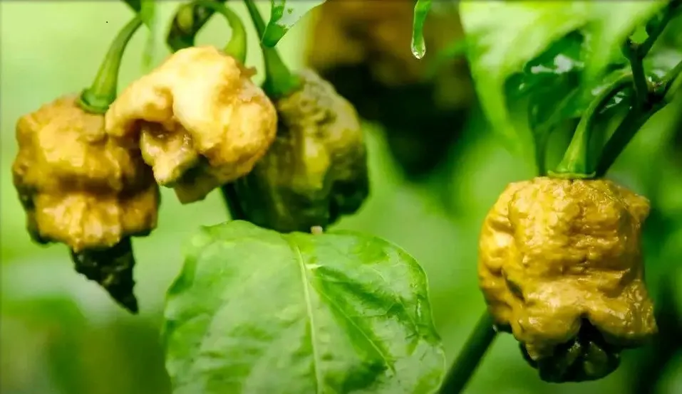 Pepper X – nová královna pálivosti. Vrásčitá žlutozelená paprička s extrémním účinkem, kterou zvládnou jen ti nejotrlejší.