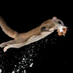 Kdo lítá a kdo jen stylově padá? Ptáci, netopýři a jeden had