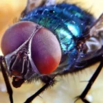 Mouchy bzučí, ale neslyší. A přesto mají v hlavě jasno