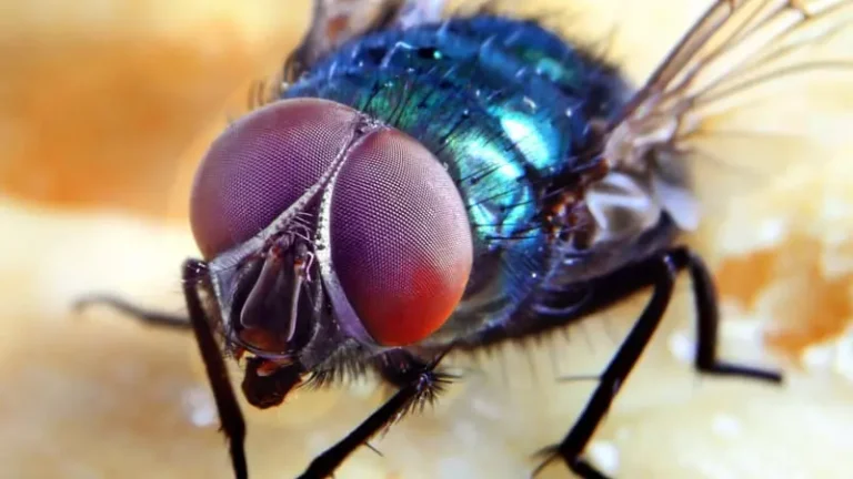 Mouchy bzučí, ale neslyší. A přesto mají v hlavě jasno