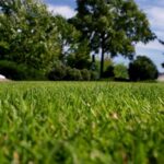 Jak mít hustý trávník? Plán hnojení na celý rok + tipy