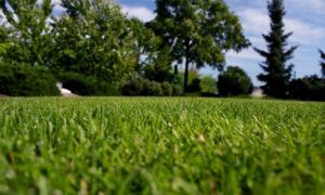 Jak mít hustý trávník? Plán hnojení na celý rok + tipy