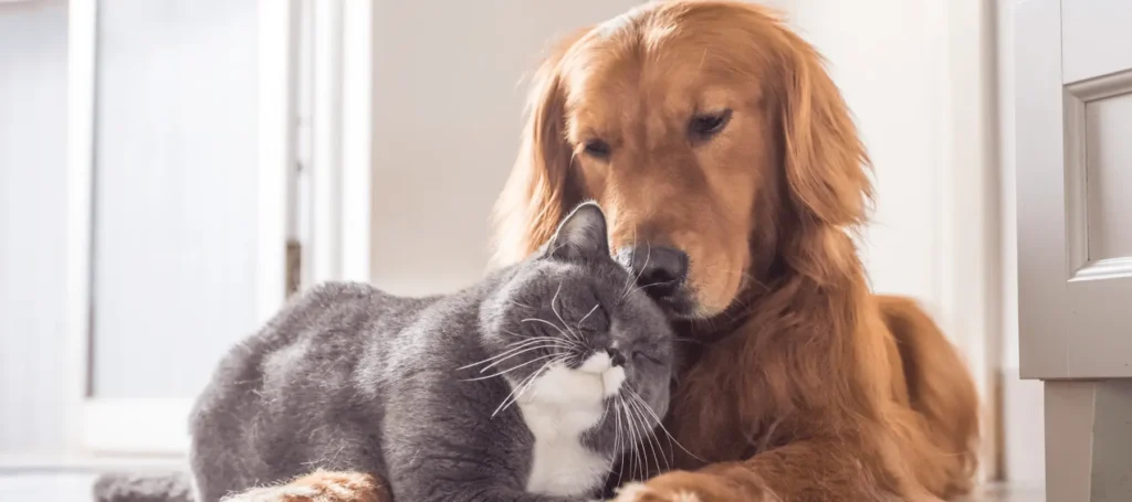 Pes a kočka v objetí – pojištění PetExpert chrání oba mazlíčky