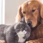 10+ důvodů, proč pojištění mazlíčků PetExpert zachrání vaši penězenku