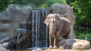 Fascinující svět slonů: 14+ faktů, které jste (asi) neznali