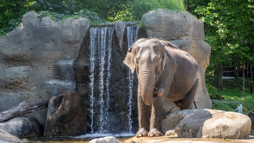 Slon indický stojící před skalním vodopádem v přírodním výběhu, obklopený zelení a kameny, užívá si stínu v letním dni.