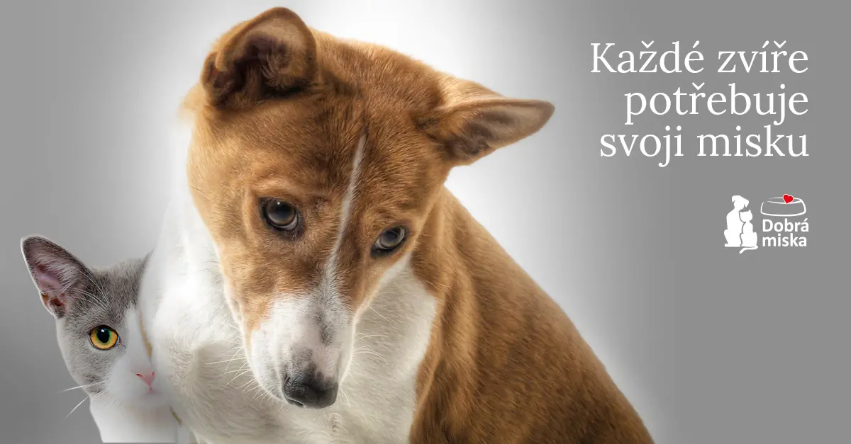 ADS_dobra-miska | Venclíkovi.cz Pes a kočka vedle sebe s nápisem „Každé zvíře potřebuje svoji misku“, kampaň Dobrá miska pro krmivo domácích mazlíčků.