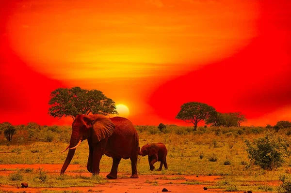 Silueta slonů v keňské savaně při oranžovém západu slunce - safari jak z filmu