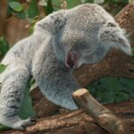 Koala: Malý šedý lenoch s velkým příběhem